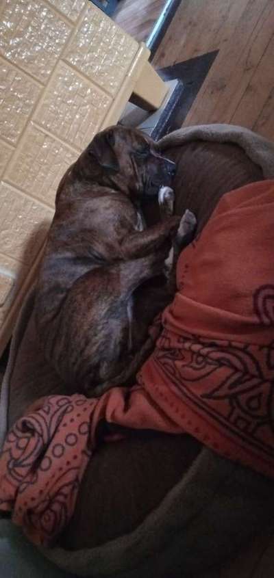 Rhodesian Ridgeback-Beitrag-Bild