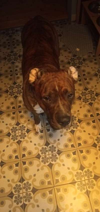 Ohrmilben-Beitrag-Bild