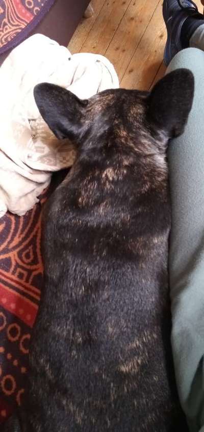 Französische Bulldoggen-Beitrag-Bild