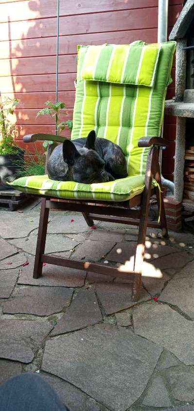 Französische Bulldoggen-Beitrag-Bild