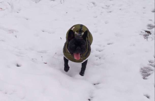 Hundekleidung - Top oder Flop-Beitrag-Bild