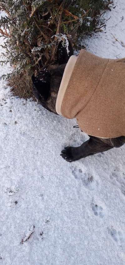 Französische Bulldoggen-Beitrag-Bild