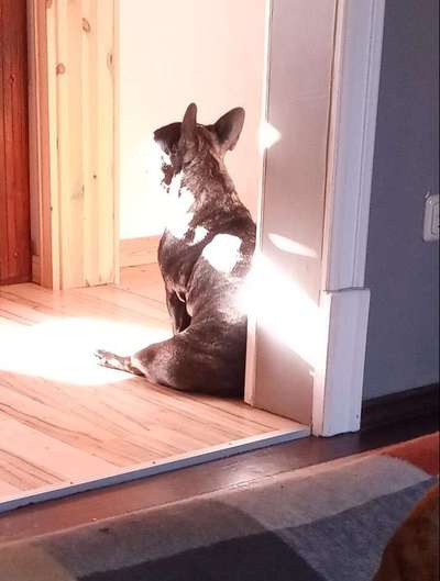 Französische Bulldoggen-Beitrag-Bild