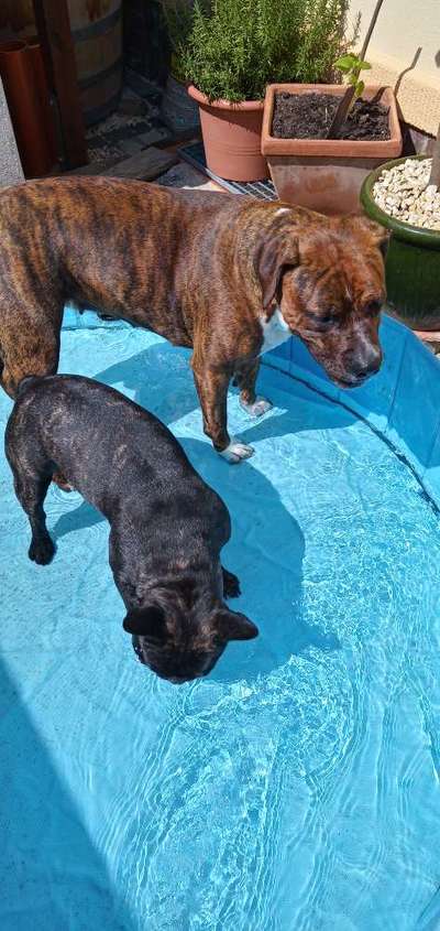 Französische Bulldoggen-Beitrag-Bild