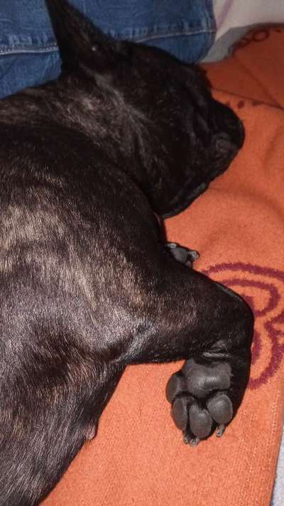 Pfotenform und Krallen.-Beitrag-Bild