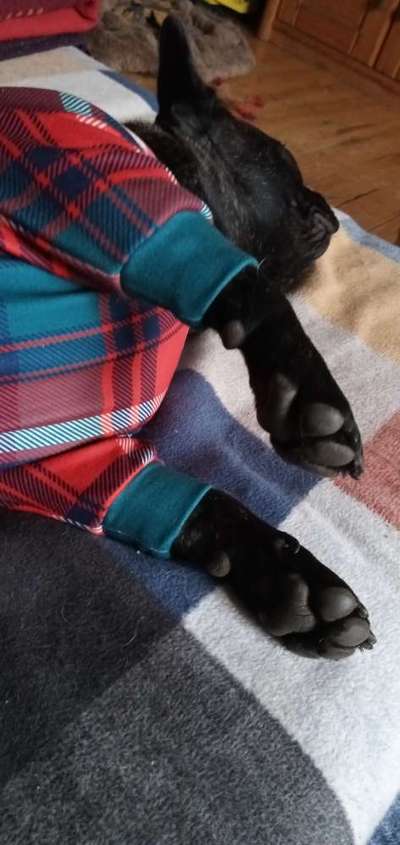 Französische Bulldoggen-Beitrag-Bild