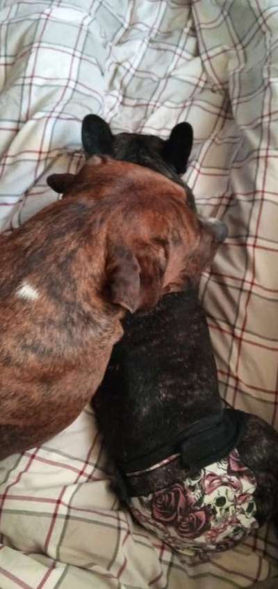 Französische Bulldoggen-Beitrag-Bild