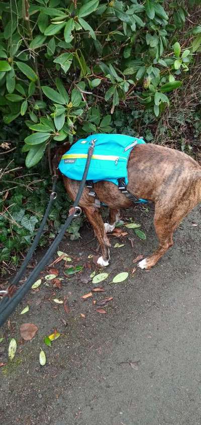 Rucksack für den Hund-Beitrag-Bild