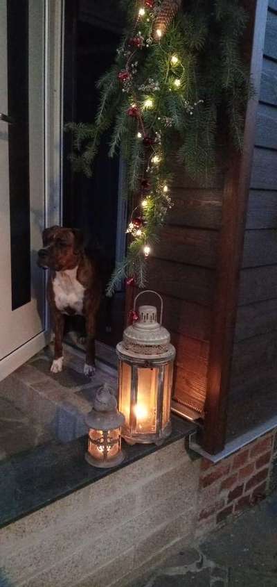 Dogorama Photo Challenge - Licht-Beitrag-Bild