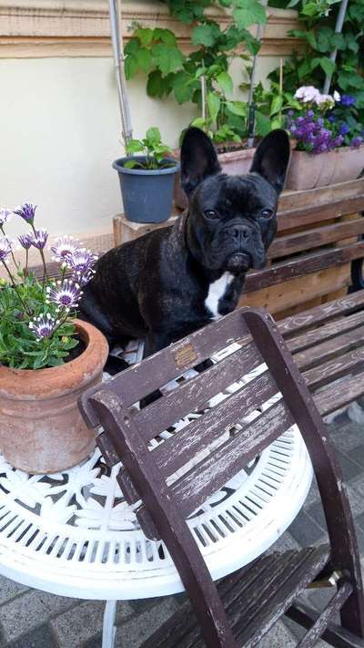 Französische Bulldoggen-Beitrag-Bild