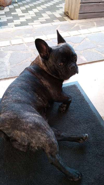 Französische Bulldoggen-Beitrag-Bild