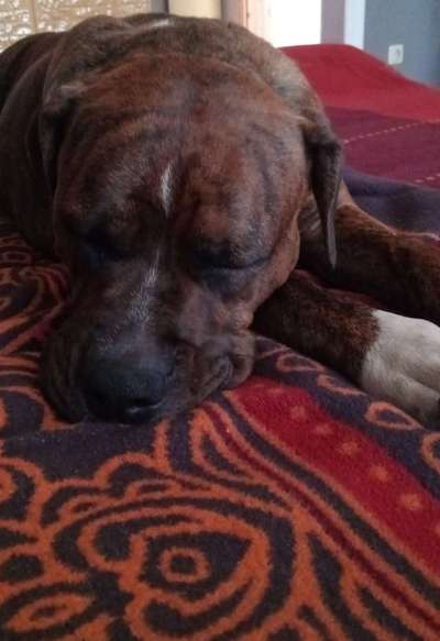 Olde English Bulldogge-Beitrag-Bild