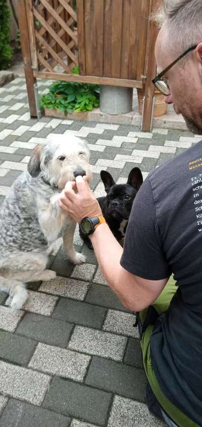 Dogorama Blog Challenge: Hundetricks-Beitrag-Bild