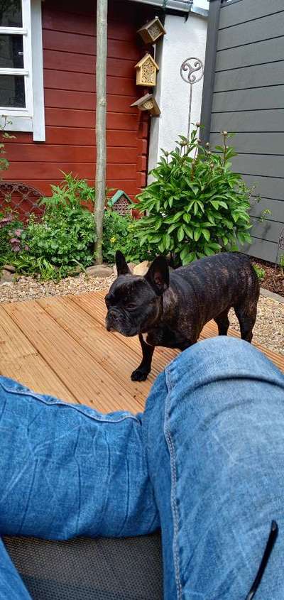 Französische Bulldoggen-Beitrag-Bild