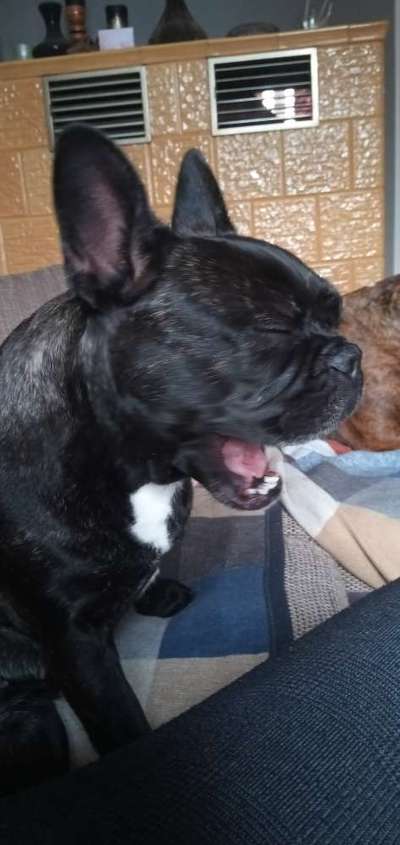 Französische Bulldoggen-Beitrag-Bild