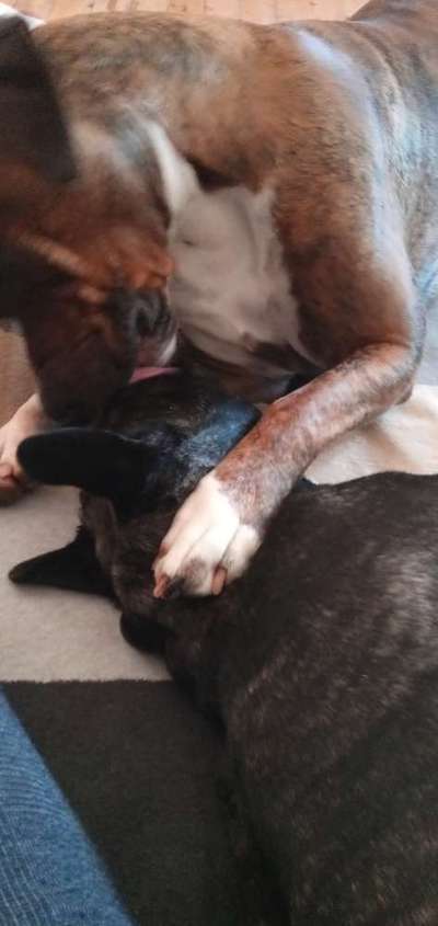 Französische Bulldoggen-Beitrag-Bild