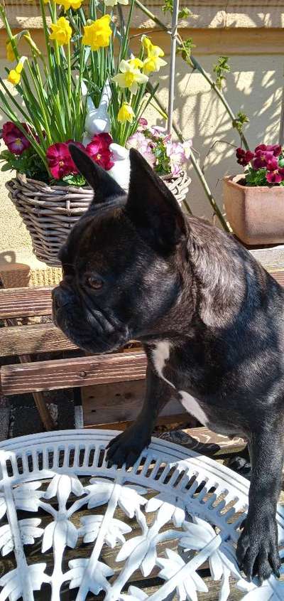 Französische Bulldoggen-Beitrag-Bild