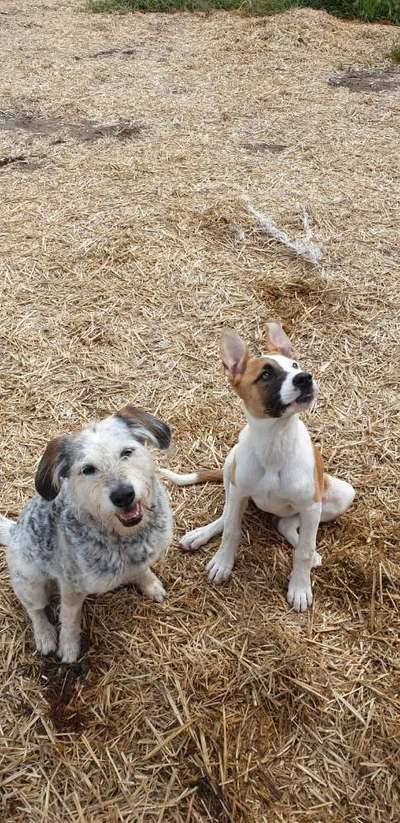 Wie "jung" haben sich eure Hunde gehalten ?-Beitrag-Bild