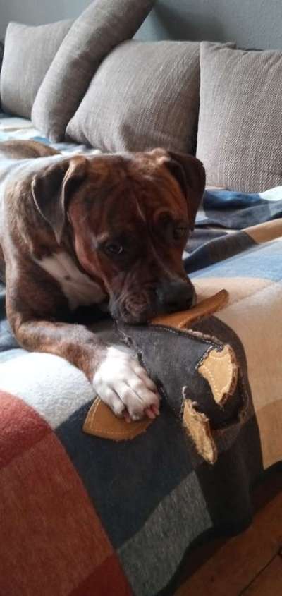 Freunde von 'Kampfhunden'-Beitrag-Bild