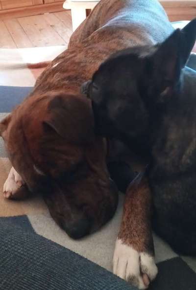 Französische Bulldoggen-Beitrag-Bild