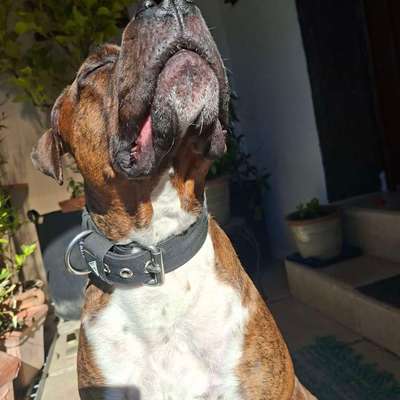 Antizieh Geschirr Amstaff-Beitrag-Bild