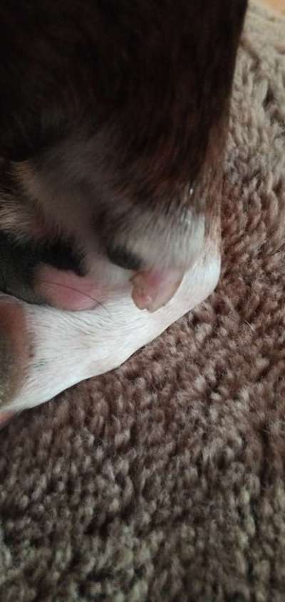 Brachycephale Hunderassen-Beitrag-Bild