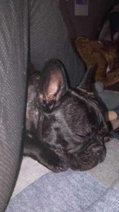 Französische Bulldoggen-Beitrag-Bild