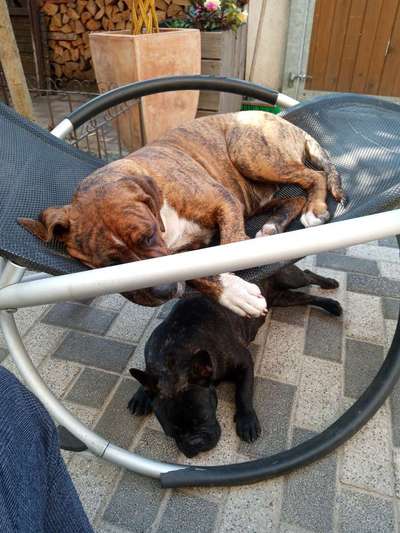 Olde English Bulldogge-Beitrag-Bild