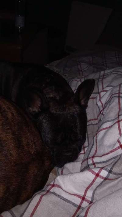 Französische Bulldoggen-Beitrag-Bild