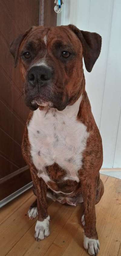 Freunde von 'Kampfhunden'-Beitrag-Bild