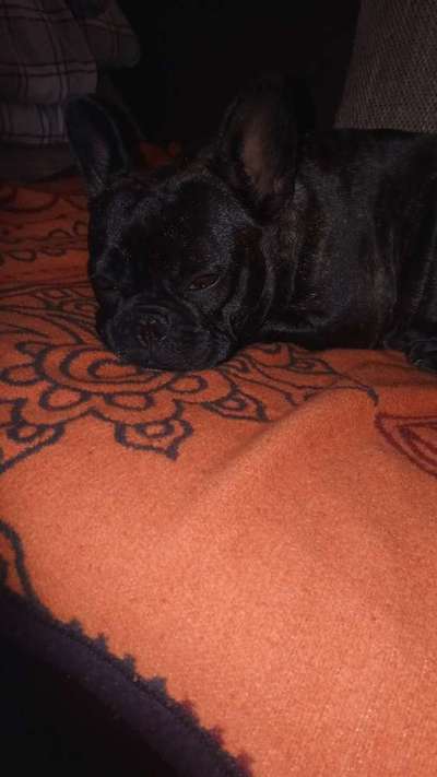 Französische Bulldoggen-Beitrag-Bild