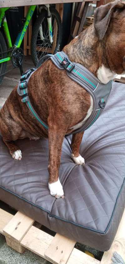 Wie sitzt mein Geschirr?-Beitrag-Bild