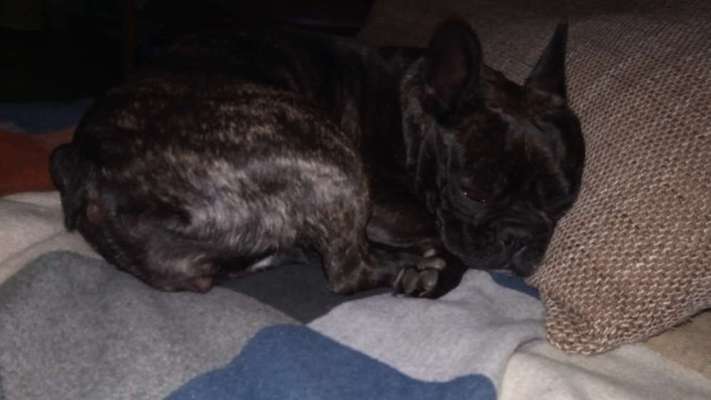 Französische Bulldoggen-Beitrag-Bild