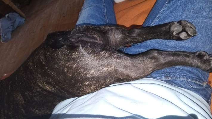 Französische Bulldoggen-Beitrag-Bild