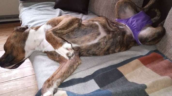 Hammelschwanz-Beitrag-Bild