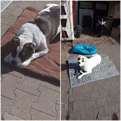 Hat hier auch jemand zwei aus einem Wurf?-Beitrag-Bild