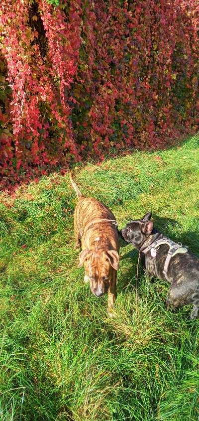 Französische Bulldoggen-Beitrag-Bild