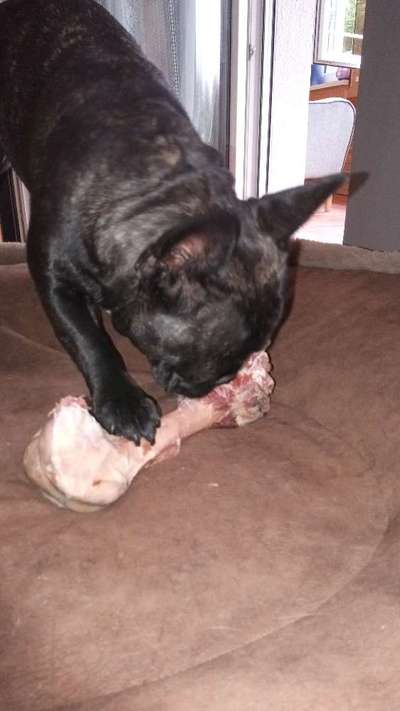 Französische Bulldoggen-Beitrag-Bild