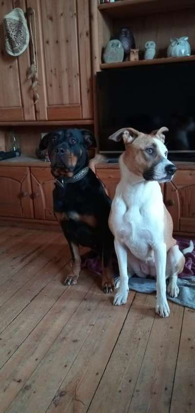 Die Dogorama Wochen Challenge "Friends will be Friends"-Beitrag-Bild