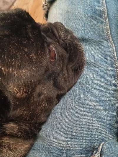 Französische Bulldoggen-Beitrag-Bild