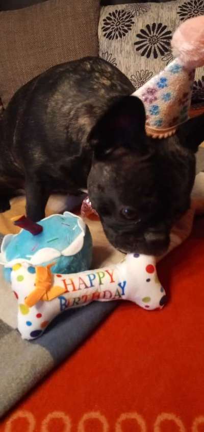 Französische Bulldoggen-Beitrag-Bild