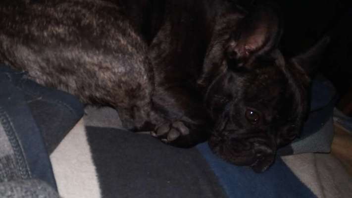 Französische Bulldoggen-Beitrag-Bild