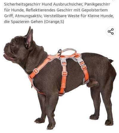 Französische Bulldoggen-Beitrag-Bild