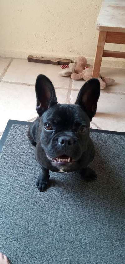 Brachycephale Hunderassen-Beitrag-Bild