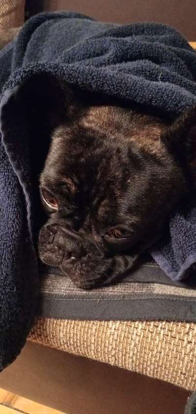 Französische Bulldoggen-Beitrag-Bild