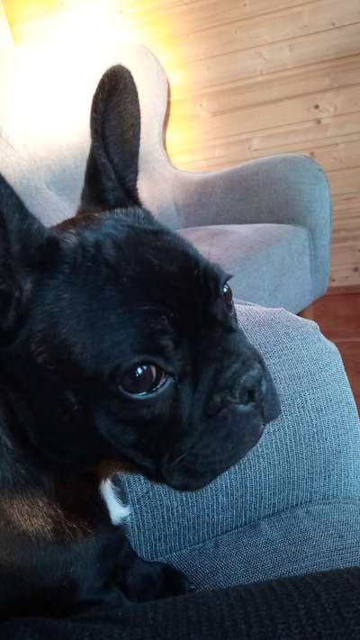 Zeigt her eure Frenchi-Beitrag-Bild