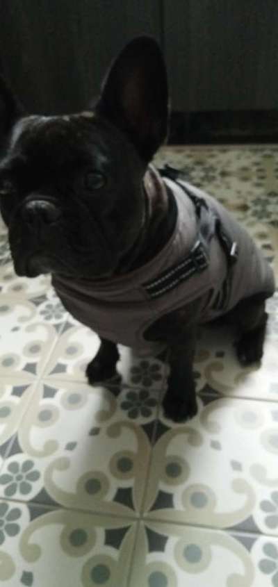 Französische Bulldoggen-Beitrag-Bild