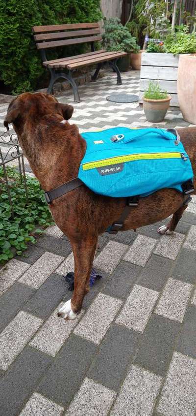 Wie sitzt mein Geschirr?-Beitrag-Bild