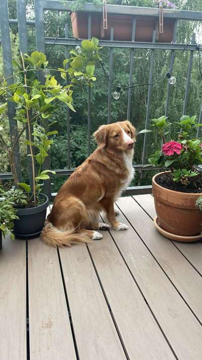 Nadel im Heuhaufen gesucht - mittelgroße Begleithunderasse-Beitrag-Bild