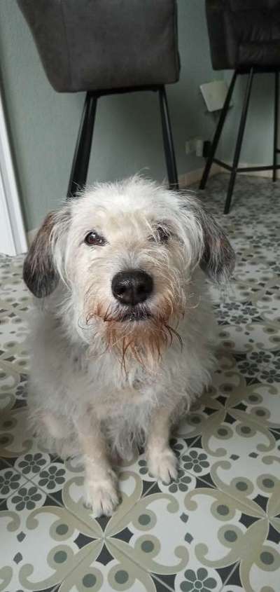 Vom Welpen zum Hund-Beitrag-Bild